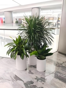 想让空间焕新？江北盆景租摆是绝佳选择！